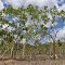 Trees in the Savanna