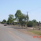 Yalgoo - Emus