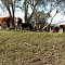 Happy Bovines