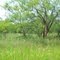 Cimmarron Trail, $8950, .46 acre oversize,  #5-14-17