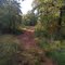 Trail behind the house.