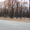 Black Saturday - Won Wron Bushfire Aftermath