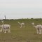 Alpacas (I think)