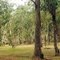 Won Wron State Forest; White Womens Waterhole Camp Ground