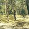 Wron Wron State Forest; The Gums picnic area