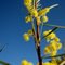 Australian Wattle in Victoria