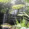 Tasmania forest water fall