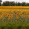 Sunflower sunrise in Clinton, Michigan