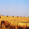 Hay field near Walberg, Texas