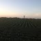 Rows of cotton point to the tower.