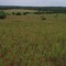 Wildflowers of Brazos County