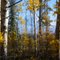 Mt. Drum, through the aspen