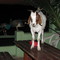 Publican Goat at Ninky-noo