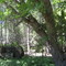 MOLTENO DISTRICT, WONDERBOOM, THE FARM I WAS BORN & GREW UP ON - THE WALLNUT TREE AND UNDERGROWTH IN WHAT WAS THE GARDEN