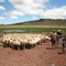 Lushof - Sheep farm in Burgersdorp