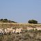 Free State Sheep Herd