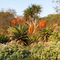 Winter in Johannesburg