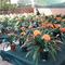 Clivia Flower Show at Garden World