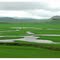Oxbows and cows
