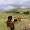 Wakkerstroom Cattle