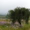Kosmos in veld Wakkerstroom