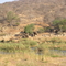 Elephants