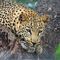 Leopard - Tshukudu Game Reserve