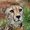 Savannah -Tshukudu Game Reserve