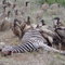 Carcassa di zebra, avvoltoi - Riserva Makalali