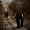 Makalali Elephants