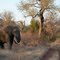 Garonga Safari
