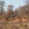 Impalas in the morning light