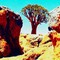 Quiver tree Augrabies National park