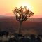 Sunset over a Kokerboom