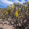Nooienskokerboom (Aloe ramosissima)