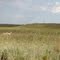 Antelope