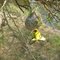 Yellow Bird makes its nest!