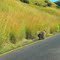 Drakensberg: Baboon