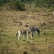St Lucia Game Reserve, iSimangaliso Wetland Park (Greater St. Lucia Wetland Park), Hluhluwe, KwaZulu-Natal, South Africa