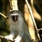St Lucia Game Reserve, iSimangaliso Wetland Park (Greater St. Lucia Wetland Park), Hluhluwe, KwaZulu-Natal, South Africa