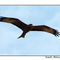 flying - Indian Ocean, Saint Lucia, South Africa