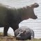 Hippopotames : mère et fils
