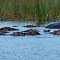 Hippos
