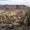 Big Bend NP Ocotillo