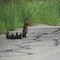 Banded Mongoose
