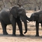 Kruger National Park - Elephants