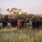 buffalos
