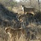 Baby Lion & Mummys and Brothers, Timbavati Nat.Res., ZA