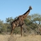 Giraffe, Timbavati Nat.Res., ZA