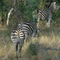 Zebras, Timbavati Nat.Res., ZA